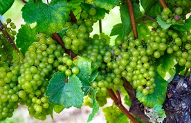 葡萄