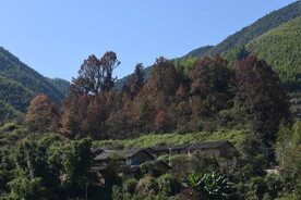 乡村景观