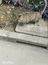 野猫