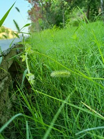 夏季早晨青草