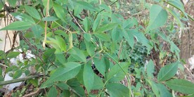 小果蔷薇图片