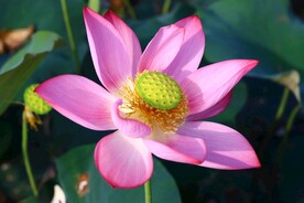 清新脱俗的荷花图片