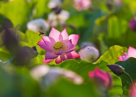 清新脱俗的荷花图片