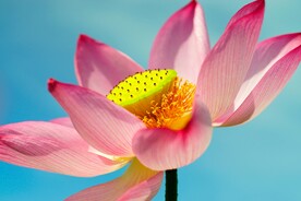 清新脱俗的荷花图片