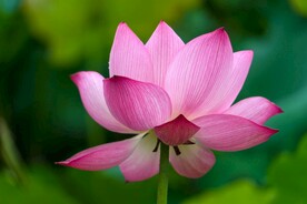 清新脱俗的荷花图片