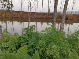 草丛