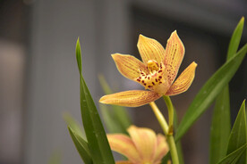 兰花