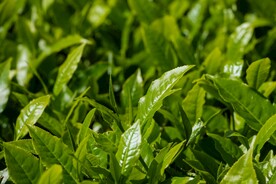 茶叶