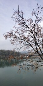 苦楝树图片