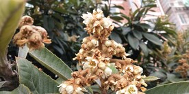 枇杷花图片