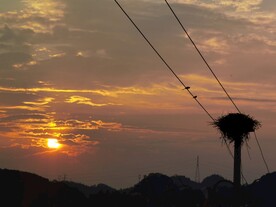 鸟窝 夕阳