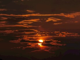 夕阳红