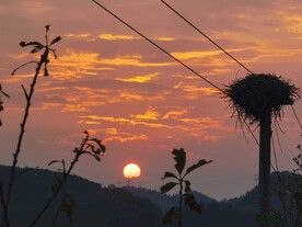 夕阳鸟窝