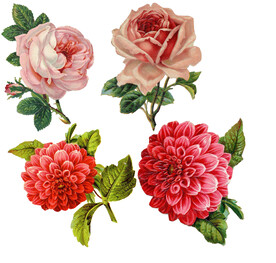  花素材  