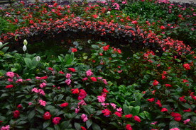 温室花草风景 