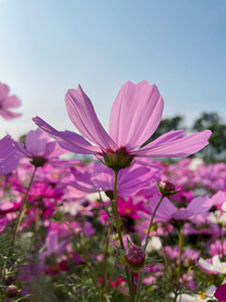 格桑花