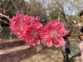 桃花