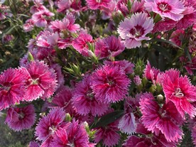 花海
