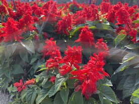 花海