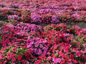 花海