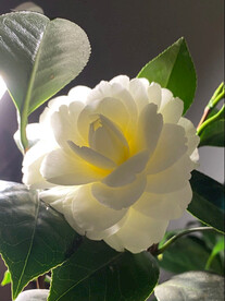 山茶花