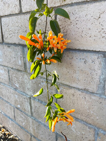 凌霄花
