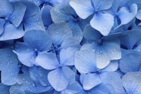 花瓣