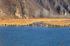 小河芦苇