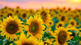 向日葵写真壁纸