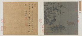 溪芦野鸭