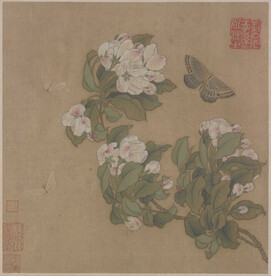 海棠蛱蝶
