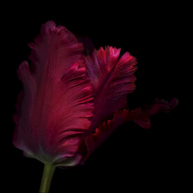 红花