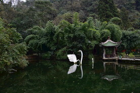 天鹅湖天鹅栖息地