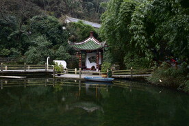 天鹅湖天鹅栖息地
