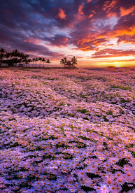 云海 花海