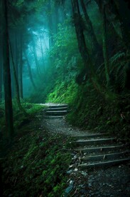 森林小路