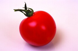 西红柿
