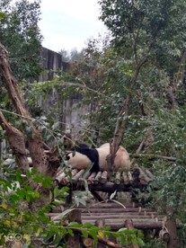 成都熊猫基地