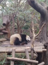 成都熊猫基地 