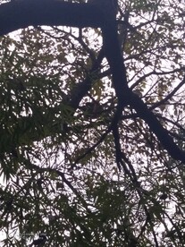树上小熊猫