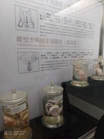 成都熊猫基地  