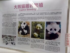 成都熊猫基地