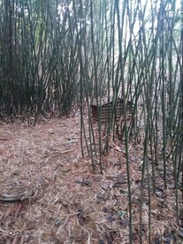 望江公园 
