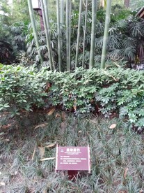 望江公园 
