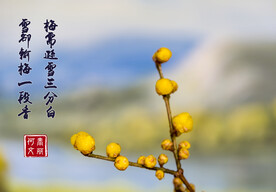蜡梅