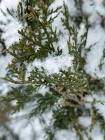 雪