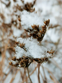 雪