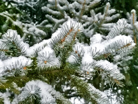 雪