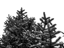 雪