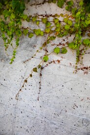 常春藤 爬山虎 爬藤植物 叶子